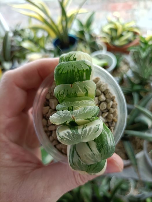 Хавортія трункати варієгатні Лайм