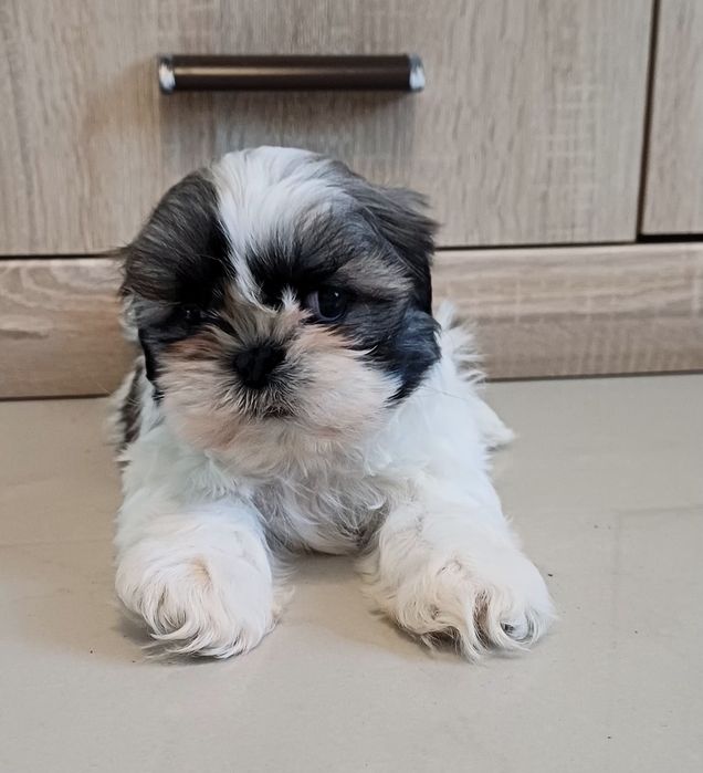 Piesek Shih-tzu gotowy do odbioru.