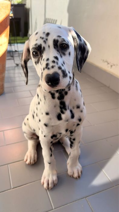 Dalmata  Lindo Macho