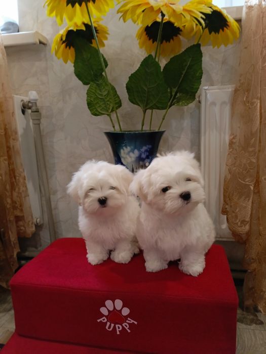 Мальтийская балонка