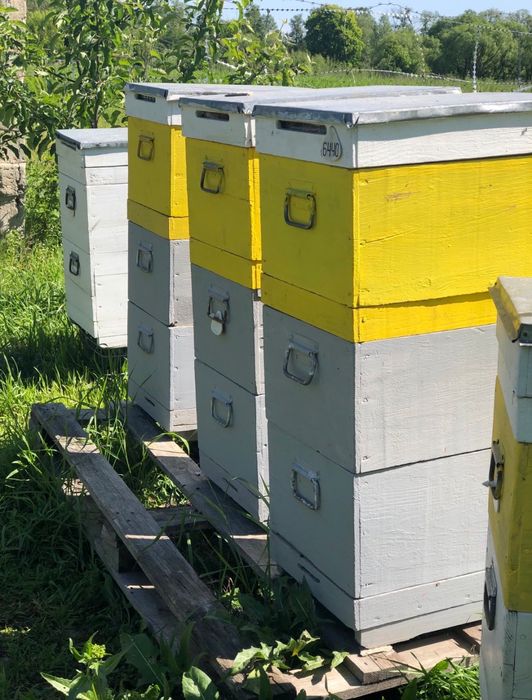 Продам свіжо покращені вулики системи рута корпус 8 рамок