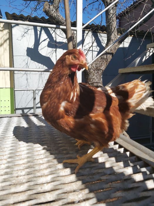 Кури Ломан Браун (молодка) 4,5 МЕС