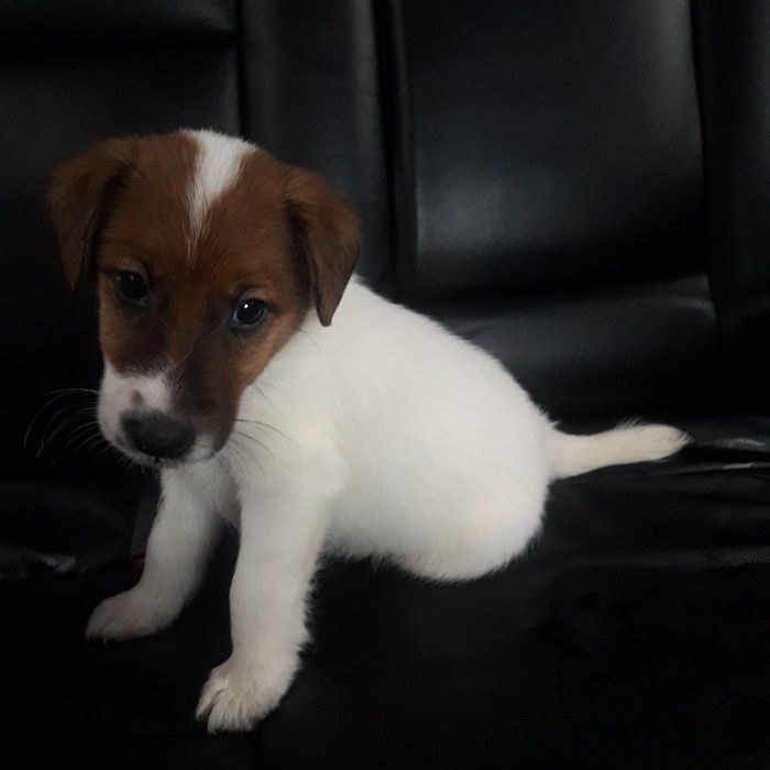 Родословные Щенки Фокс Терьер