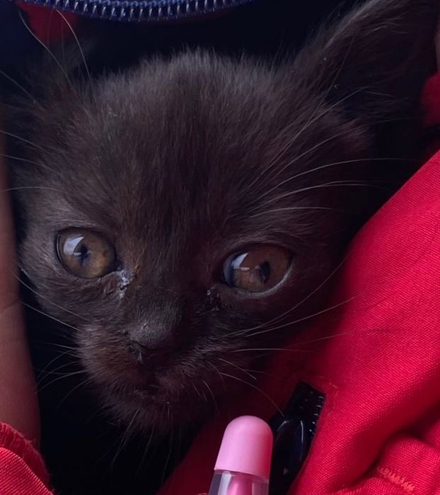 віддаю кицьку 1-2 місяців