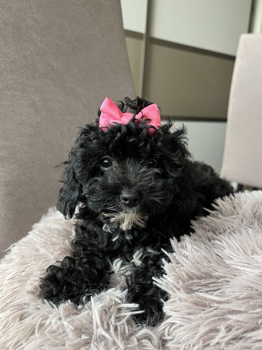 Maleńka suczka cavapoo gotowa do odbioru