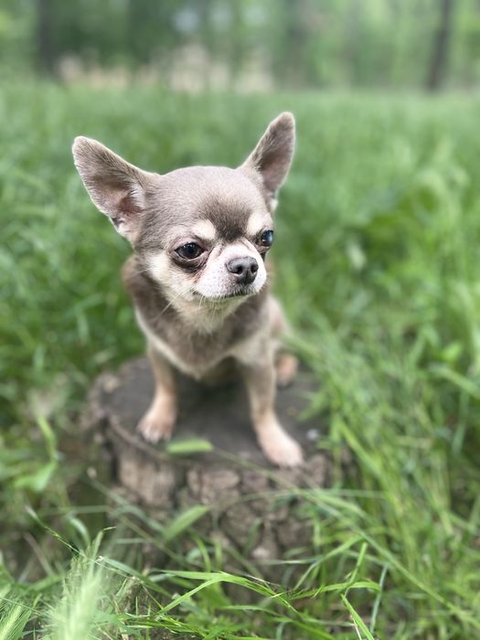 Вязка. Очень красивый мальчик чихуахуа
