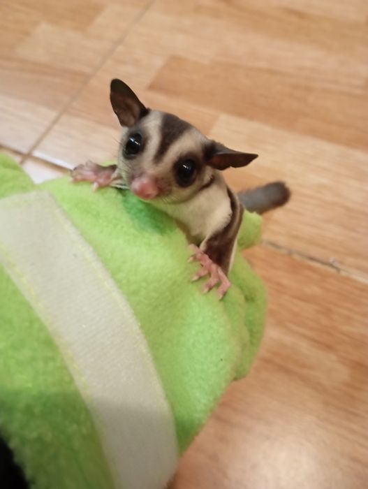 Bolsa dormir para animais petauro do açúcar