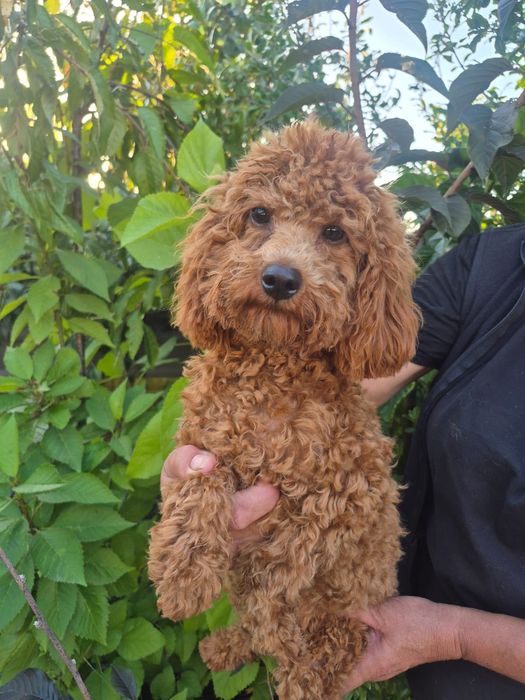 Caniche Red Braun