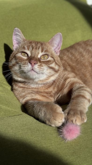 Кіт, котик, хлопчик безкоштовно в люблячу родину