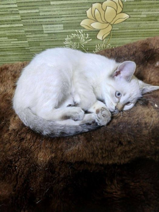 Кошенята дівчинки