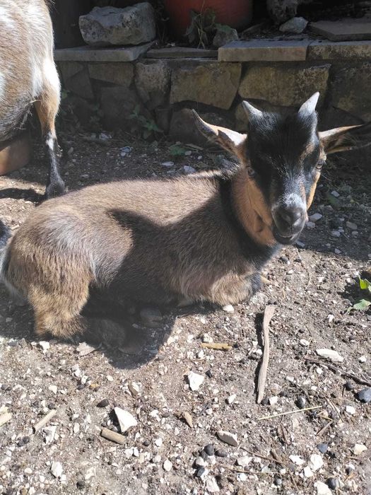 "Chopper" o magnifico cabrito anão