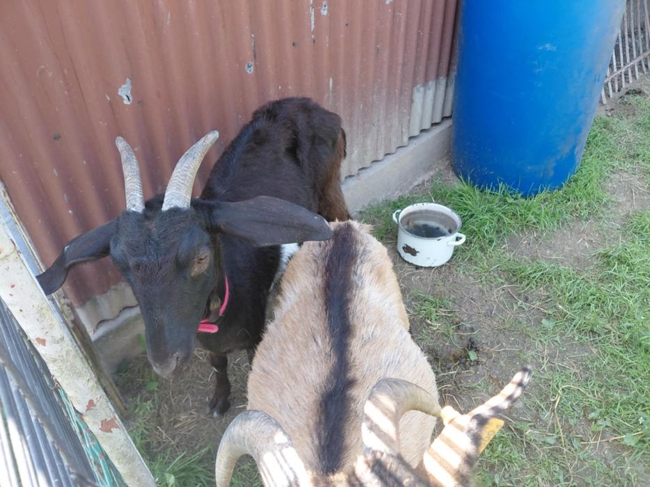 Kozy Alpejskie 2 sztuki z kolczykami