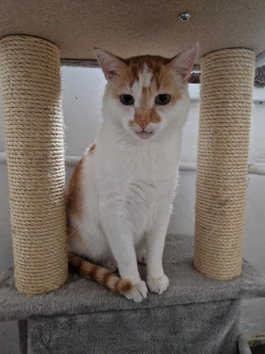 Kotek Haribo szuka domku!