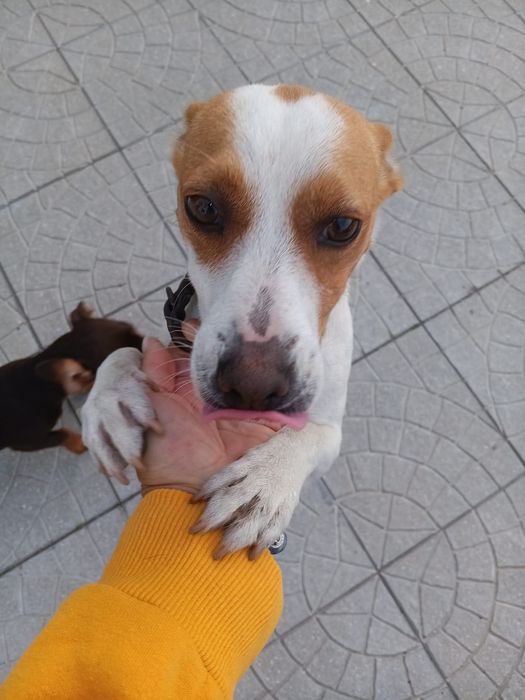 Procura-se familia para adoptar