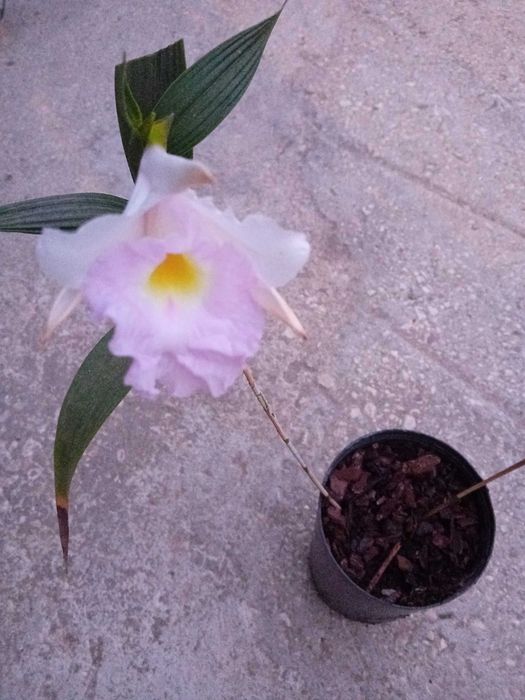 Vaso com Orquídea