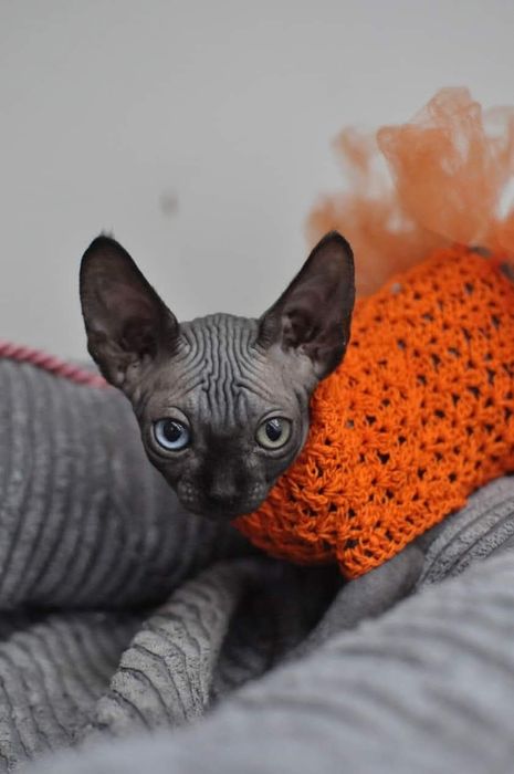 Kotka sfinks z heterochromią