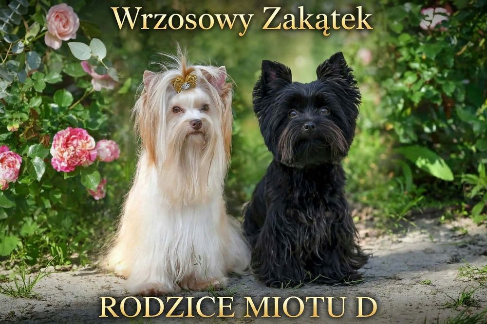 Sunia rasy Yorkshire Terrier