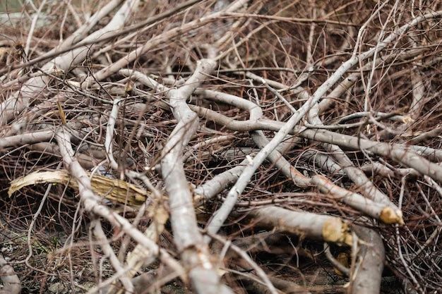 БЕСПЛАТНО Ветки Деревья Дрова