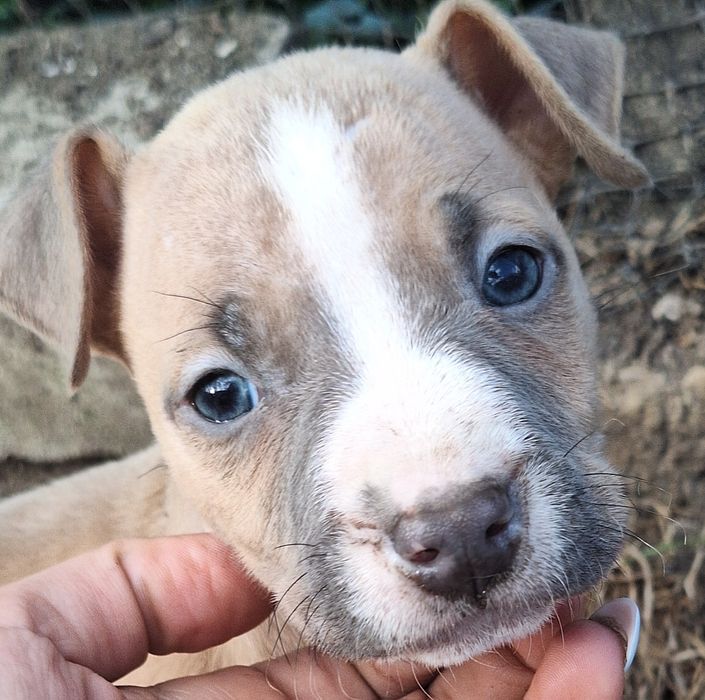 Amstaff Atena cudowna dziewczynka American Staffordshire Terrier