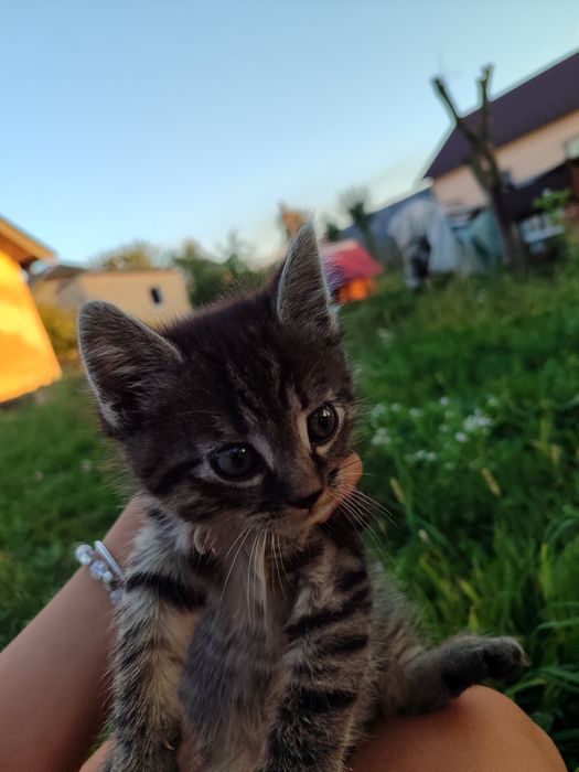 віддаю кошеня у добрі руки
