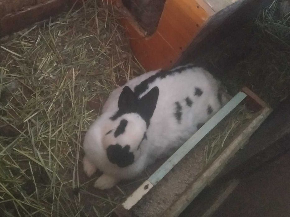 Кролики.Строкачі, фландри