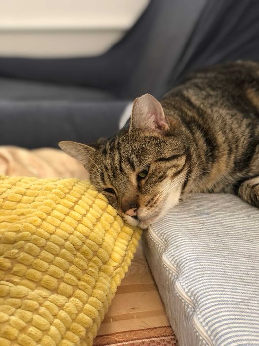 Maniuś - wyjątkowy kot szuka bezpiecznego domu