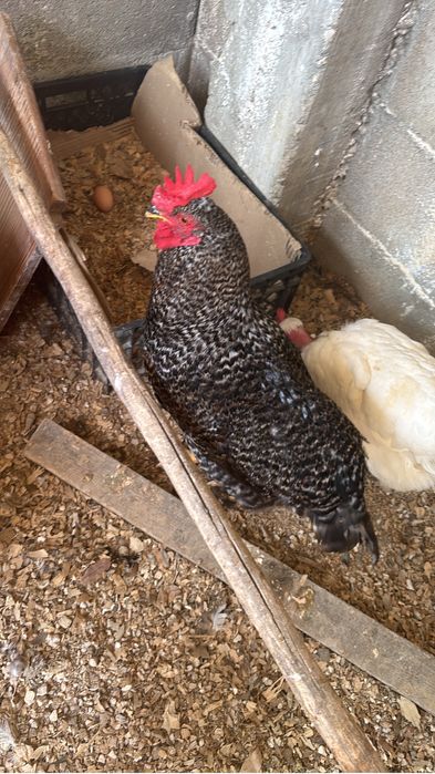 Galos leghorn e pedres portuguesa