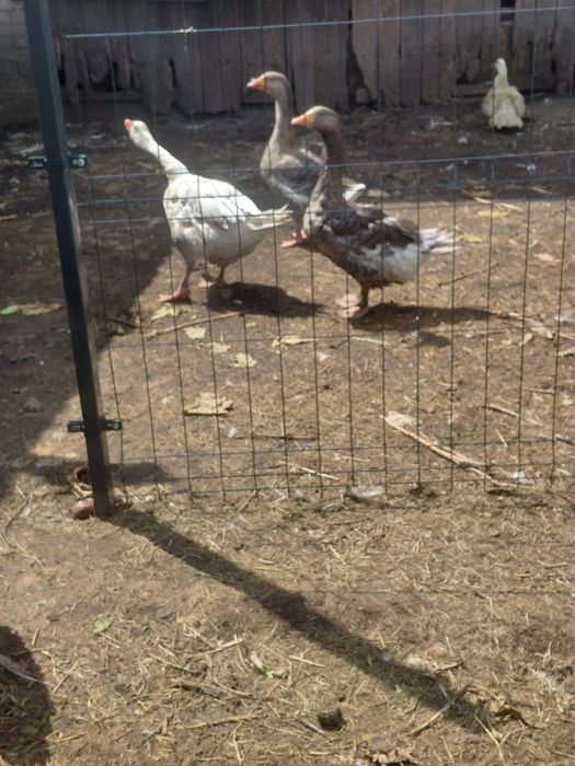 Gęsi mix ras landes garbonosa