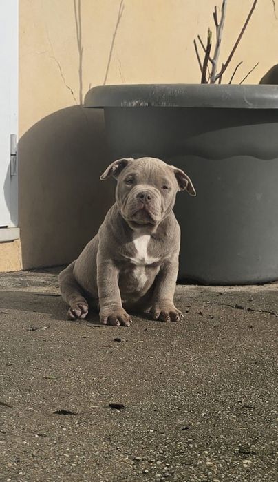 American bully tri lilac