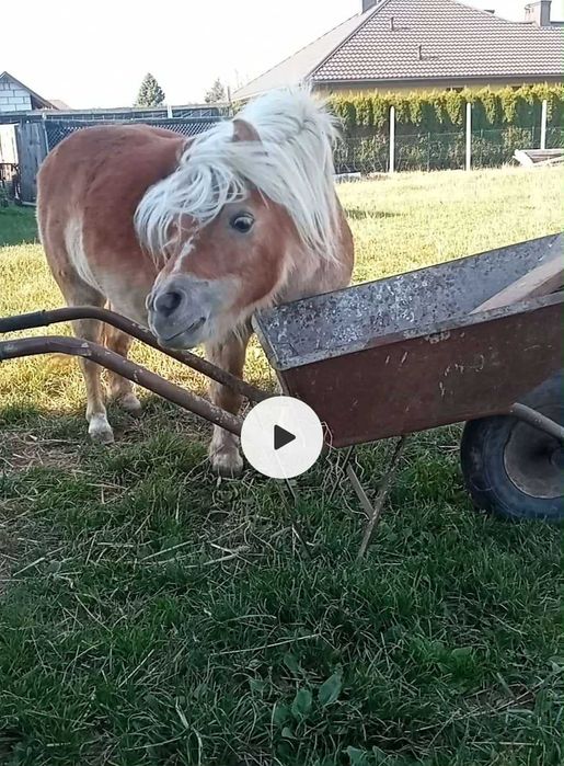 Kuce kucyki miniaturka