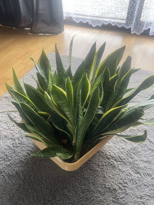 Sadzonki sansevierie 1 szt