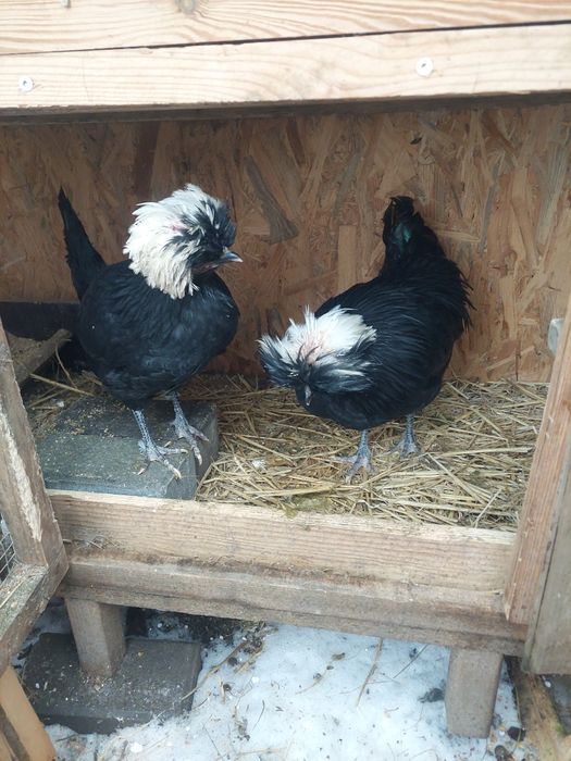 Bialoczub holenderski