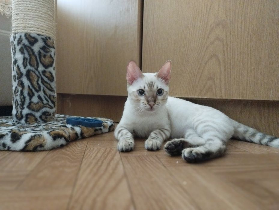 Снежная бенгальская кошка
