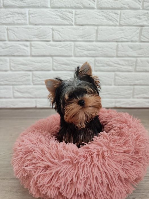 Дівчинка йорка, 3,5 міс.