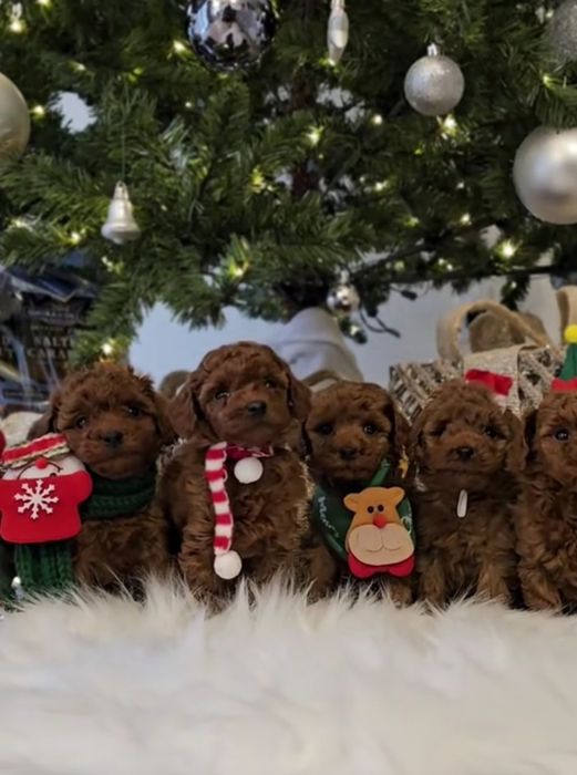 Хлопці той пудель супер малюки