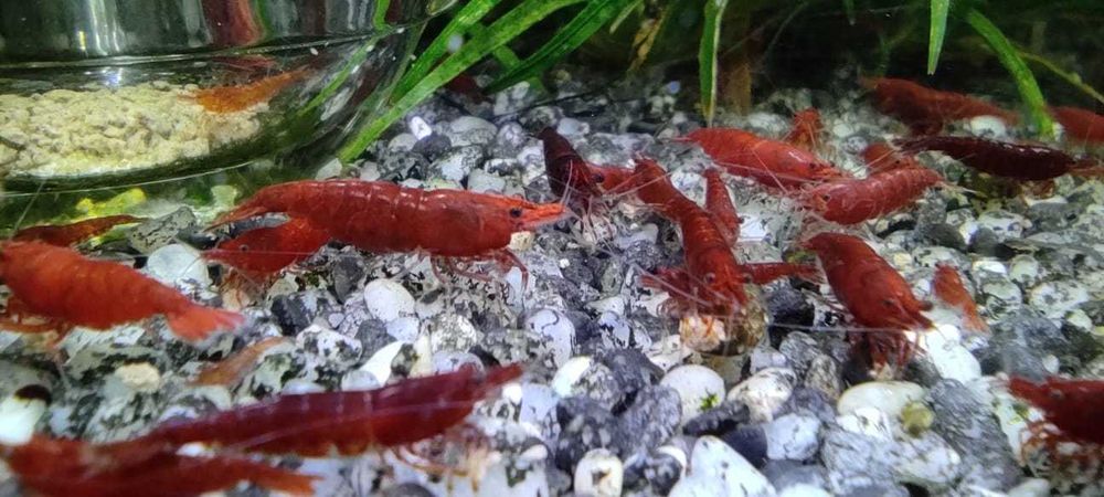Продам Креветки вишня/чері (Neocaridina, Red Cherry Shrimp) САМОВИВІЗ
