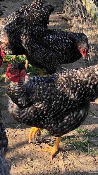 Ovos de galinhas Pedrês Portuguesa - Raças Autóctones