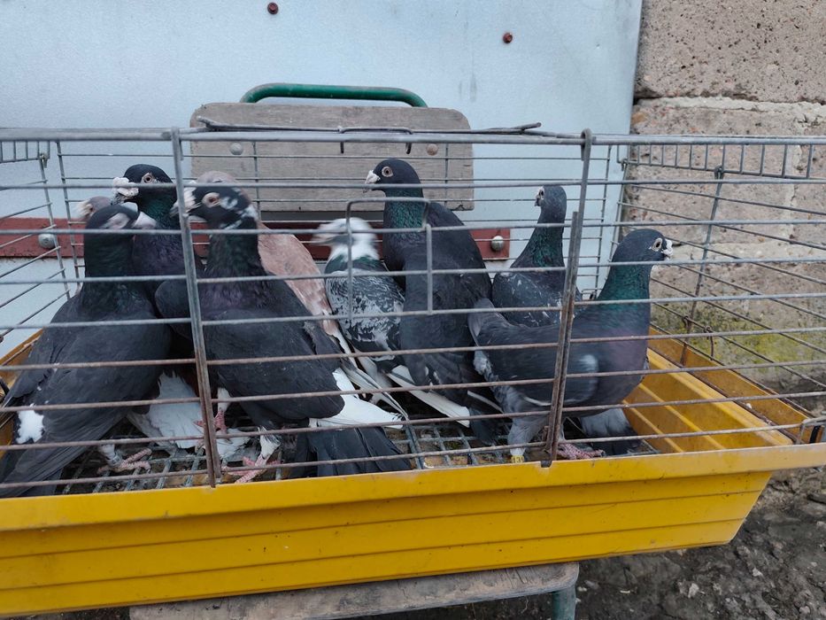 Gołębie pocztowe staropolskie