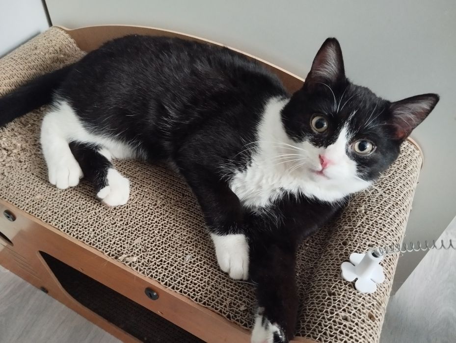 Sen i Ptasiek kociaki do adopcji