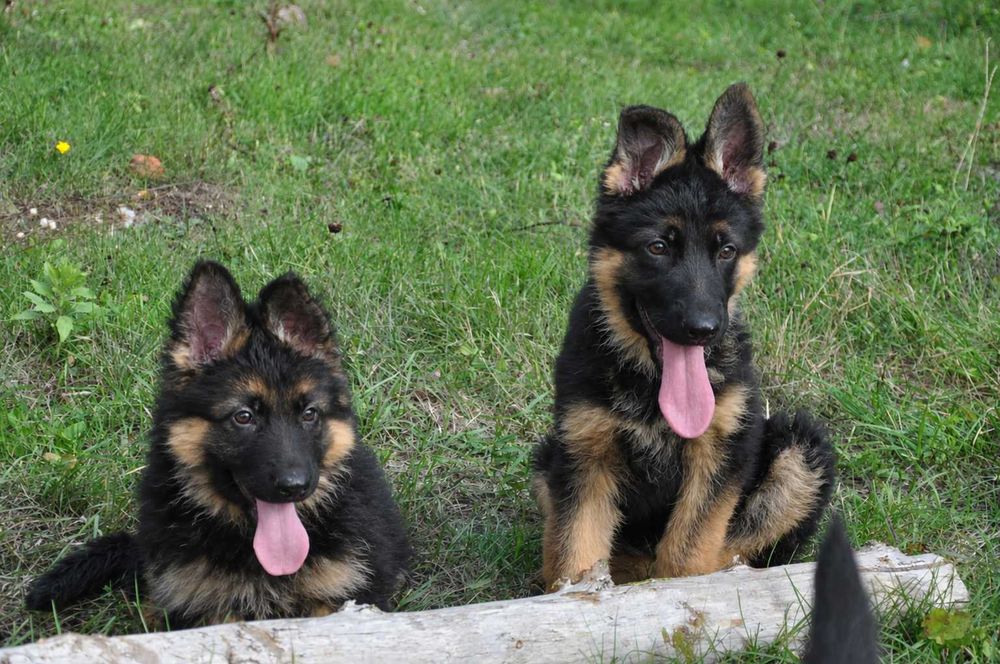 Елегантні дівчатка німецької вівчарки від KIRA-DOG