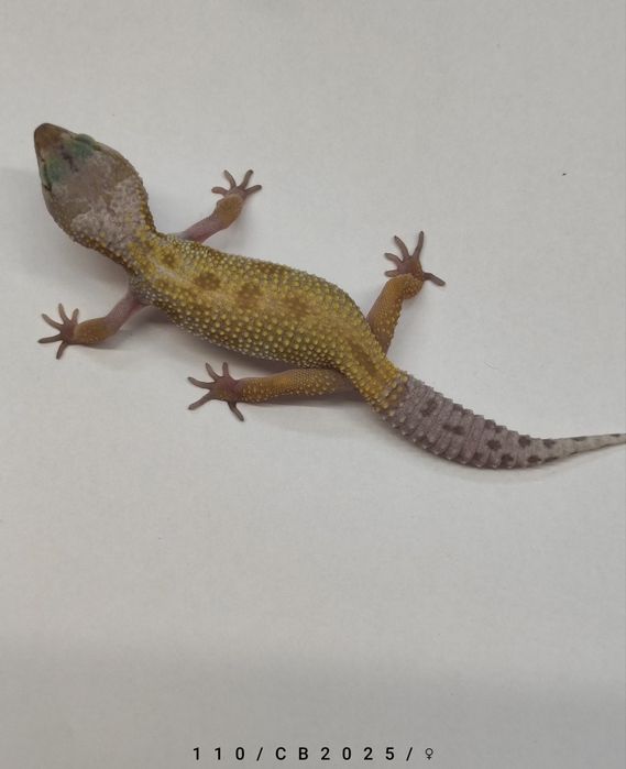 Samiczki Gekon Lamparci