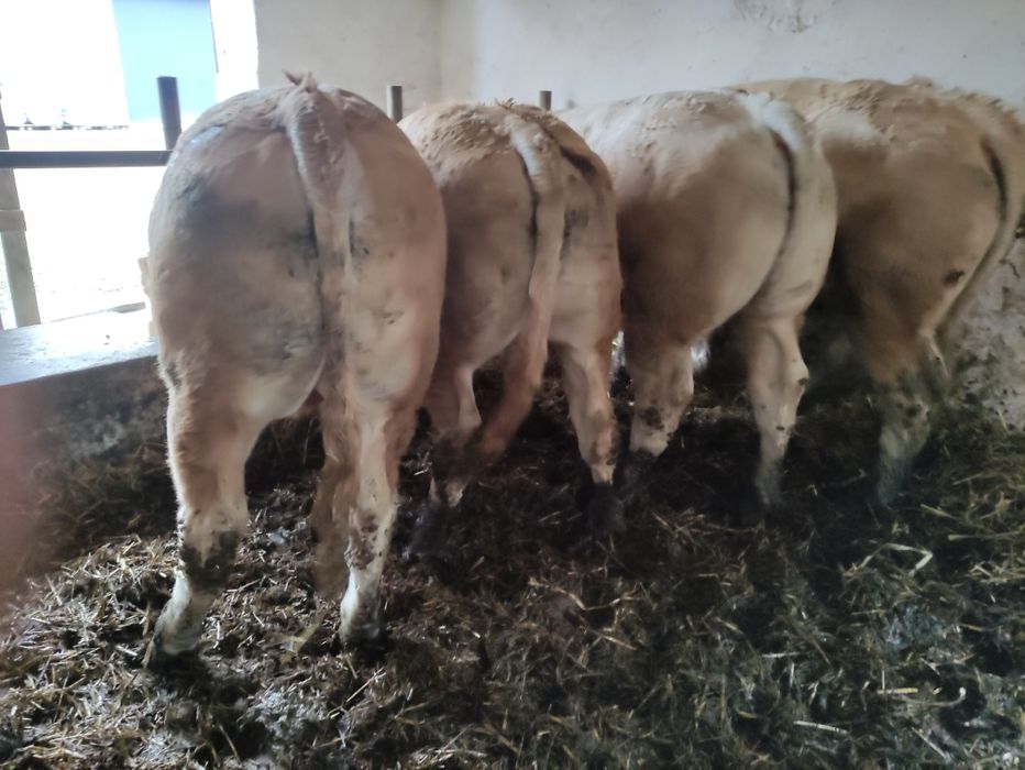 Byczki Blonde d'aquitaine