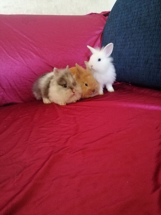 Króliczek karzełek Teddy, Lewek, Mini Lop