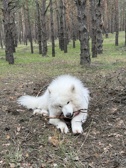 Хлопчик самоїд шукає дівчинку