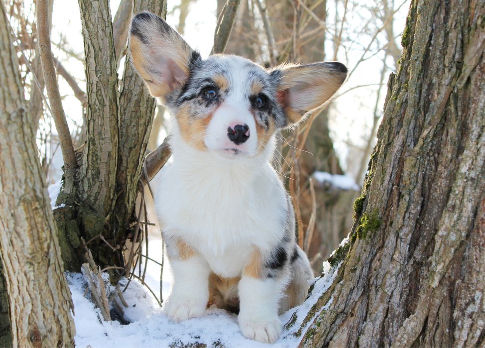 Прекрасні мраморні хлопчики коргі кардіган