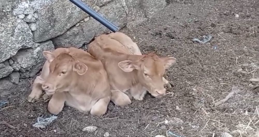 Vendem-se 5 vacas - Raça Minhota e Cruzada de carne