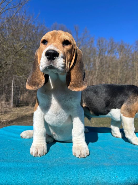 Пропонуємо клубних цуценят бігля віком 3 місяці.