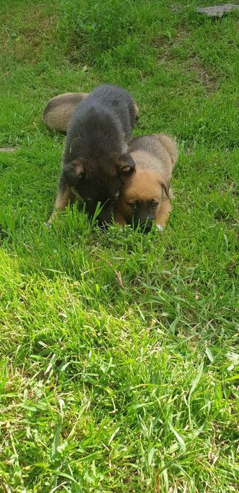 Отдам щенков,даром!!!