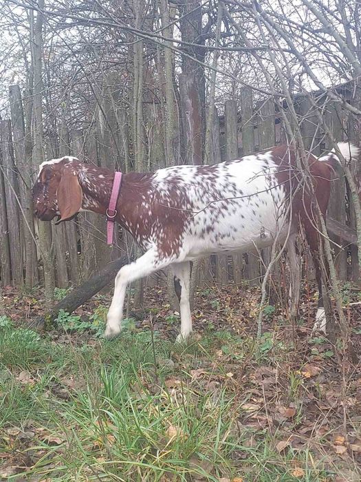 Продам кози. Срочно!