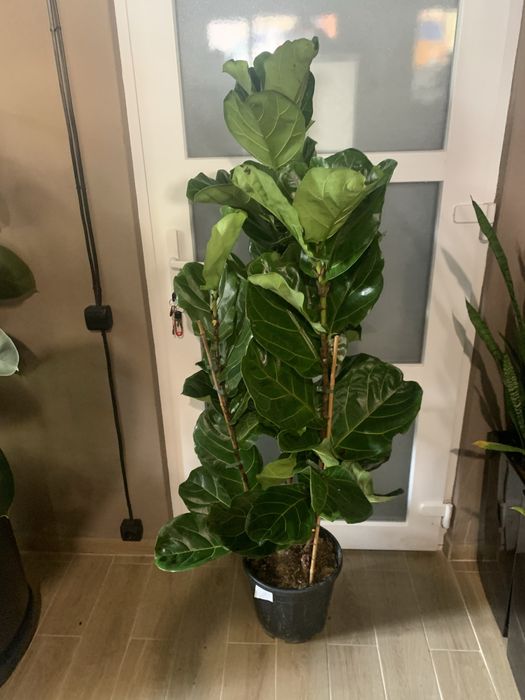 Фікус Ліоата  1,70